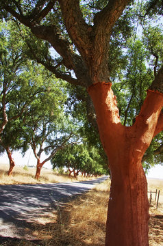 Trunk of Quercus suber - cork tree