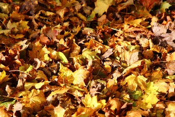 Decorativ hybrid red maple foliage against shallow focus baclkground. First spring leaves in sunlight. Springseason in Germany