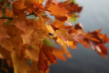 Naklejka na ściany i meble Colorful maple leaves in autumn against grey sky.
