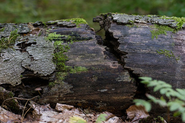 Old tree trunk in a deciduous forest. Mossy wooden logs lying in the thickets.