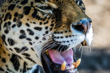 Leopard, Panthera Pardus, closeup, has beautiful spotted fur