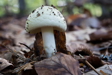 Beautiful forest mushrooms in the thickets. Hats of ripe fruiting bodies of the fungus in the deciduous forest.