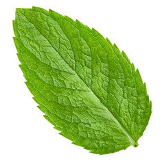 mint leaves isolated