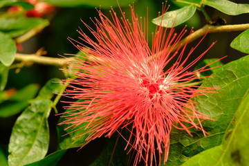 Calliandra emarginata