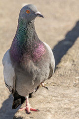 Domestic pigeon is a pigeon subspecies that was derived from the rock dove also called the rock pigeon. Columba livia domestica