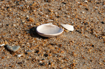 Seashell white beach pair