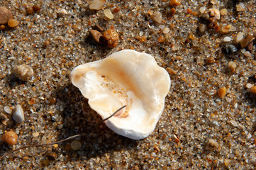 Macro Shell 2 white isolated
