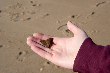 Shell in hand beach butterfly shape