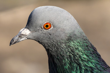 Domestic pigeon is a pigeon subspecies that was derived from the rock dove also called the rock pigeon. Columba livia domestica