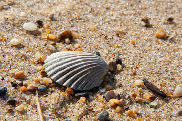 Macro Seashell tan ripple