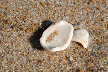 White seashell macro