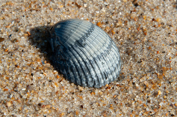 Macro Seashell gray ripple