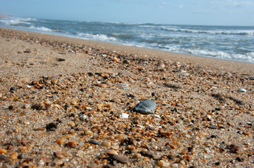 Sand shells beach