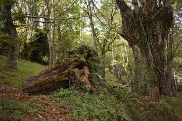 paisaje bosque 