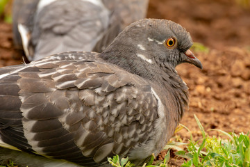 Domestic pigeon is a pigeon subspecies that was derived from the rock dove also called the rock pigeon. Columba livia domestica