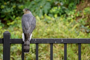 Cooper's hawk