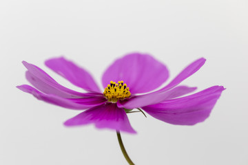 wunderschöne lila Blüte als Makro