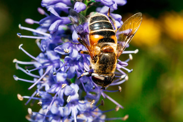 Bumblebee and flower.