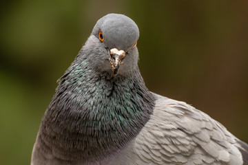 Domestic pigeon is a pigeon subspecies that was derived from the rock dove also called the rock pigeon. Columba livia domestica