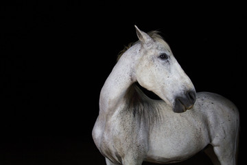 caballo blanco retrato blanco y negro