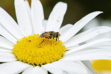 Obraz premium Macro of a Hoverfly (Eristalis interrupta) on a White Daisy Seeking Pollen