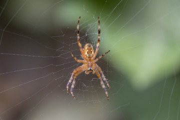 Kreuzspinne lauert im Netz