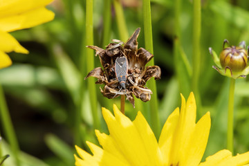 Macro of Box Elder Bug (Boisea trivittata) on Dried Flower Head