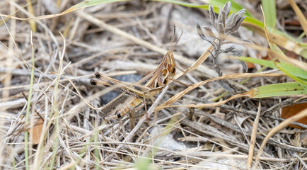 Handsome Grasshopper (Syrbula admirabilis) Perched in Grassy Habitat on the Plains of Eastern Colorado