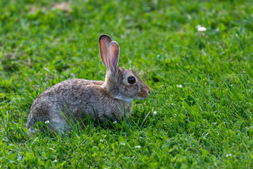 Cottontail Rabbit