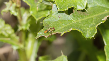 Macro of Hoverfly (Syrphidae) on a Green Leaf