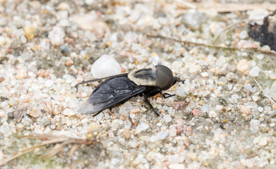 Western Horsefly (Tabanus punctifer) Perched on the Ground on Rocky Soil in Eastern Colorado