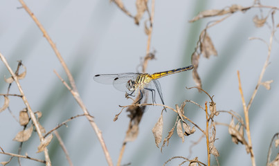 Blue Dasher Female (Pachydiplax longipennis) Perched on Branches in Eastern Colorado
