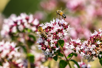 Bees gathering nectar