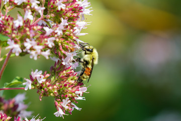 Bees gathering nectar