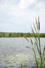 Typha angustifolia / typha angustifolia in the water in a lake with a boat in the background
