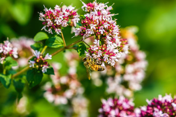 Bees gathering nectar