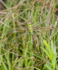 Macro of Common Green Darner (Anax junius) Hanging from Branches in Mid-day Heat in Eastern Colorado