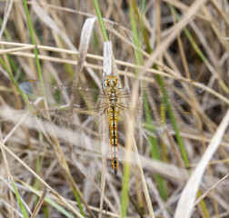 Wandering Glider Dragonfly (Pantala flavescens) Perched on Dried Grass in Eastern Colorado