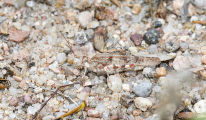 Toothed Dune Grasshopper (Trimerotropis agrestis) Camouflaged on Rocky Soil on the Eastern Plains of Colorado