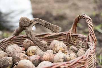The wicker basket is filled with freshly dug potatoes, close up. On basket there is hoe - hand tools for potato digging. Harvesting