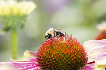 Macro of Bumble Bee on Double Decker Cone Flower (Echinacea) Seeking Pollen