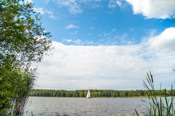 Typha angustifolia / typha angustifolia in the water in a lake with a boat in the background
