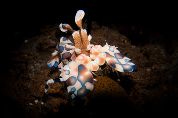 Harlequin Shrimp - Hymenocera picta -  a striking and beautiful shrimp which lives in pairs and...