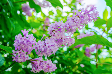 Branch of flowers of a lilac with green leaves