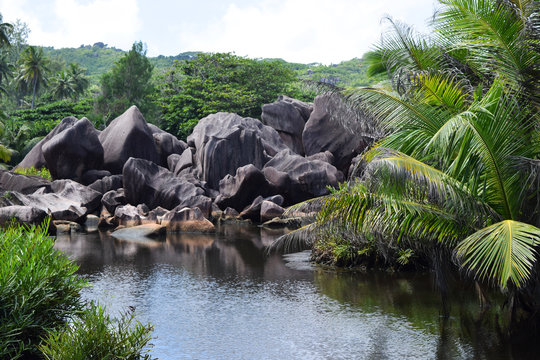 Mangrove Seychelloise