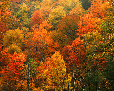 Fall Foilage Along The Scenic Mohawk Trail In Massachusetts,USA