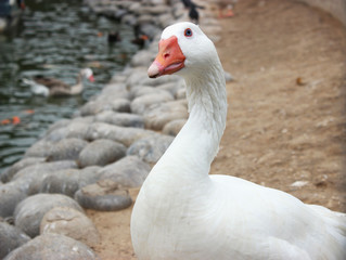 Pato blanco en lago