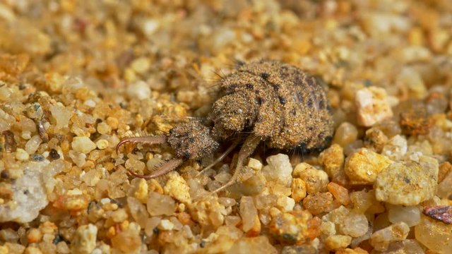 Antlion larva (Myrmeleon formicarius) detail