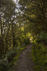 Fototapeta na wymiar Enchanted Forest Path, Routeburn Track, NZ