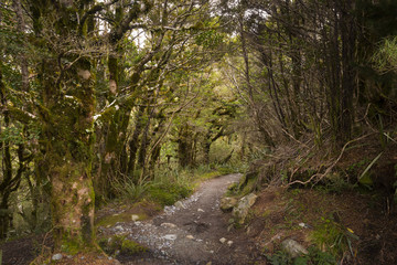 Enchanted Forest Path, Routeburn Track, NZ